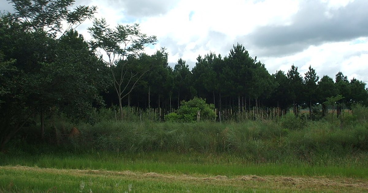 Pinos plantados en un bosque modelo de reforestación del departamento de Caaguazú