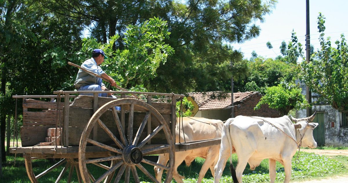 Una carreta de bueyes tradicional en un camino de tierra del Paraguay