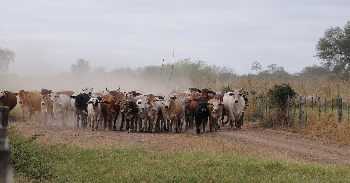 Ganado vacuno en un camino de una estancia del Chaco paraguayo
