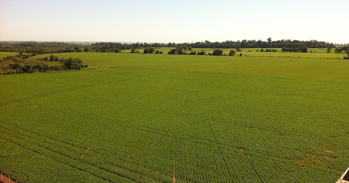 Plantación de soja en Campo 9, departamento de Caaguazú