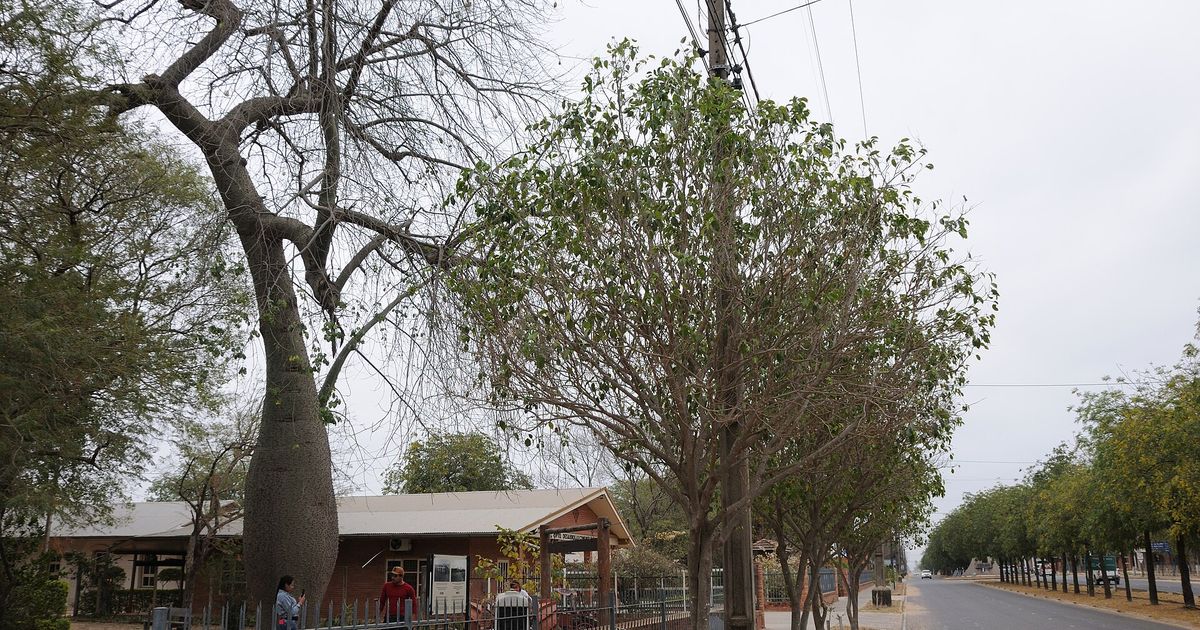 Una calle arbolada del centro de Filadelfia, en el Chaco Central