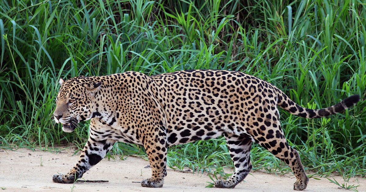 Un jaguareté macho camina por la orilla arenosa de un río, junto a un pastizal alto