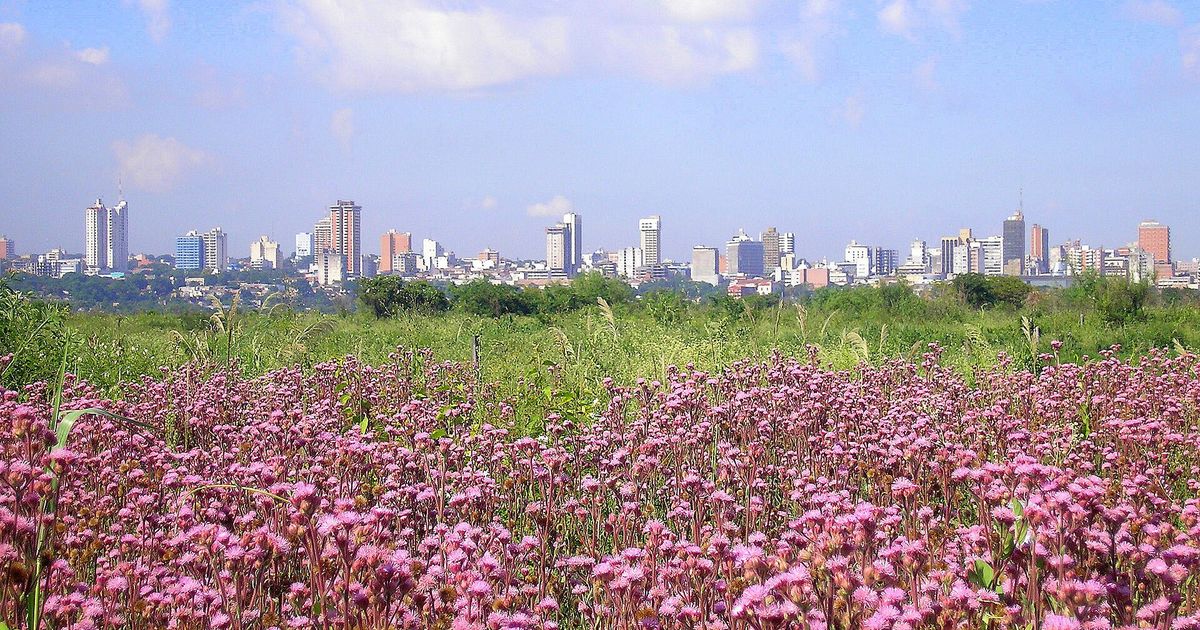 Edificios del centro de Asunción bajo un cielo soleado, vistos desde la otra orilla de la bahía, con flores silvestres en primer plano