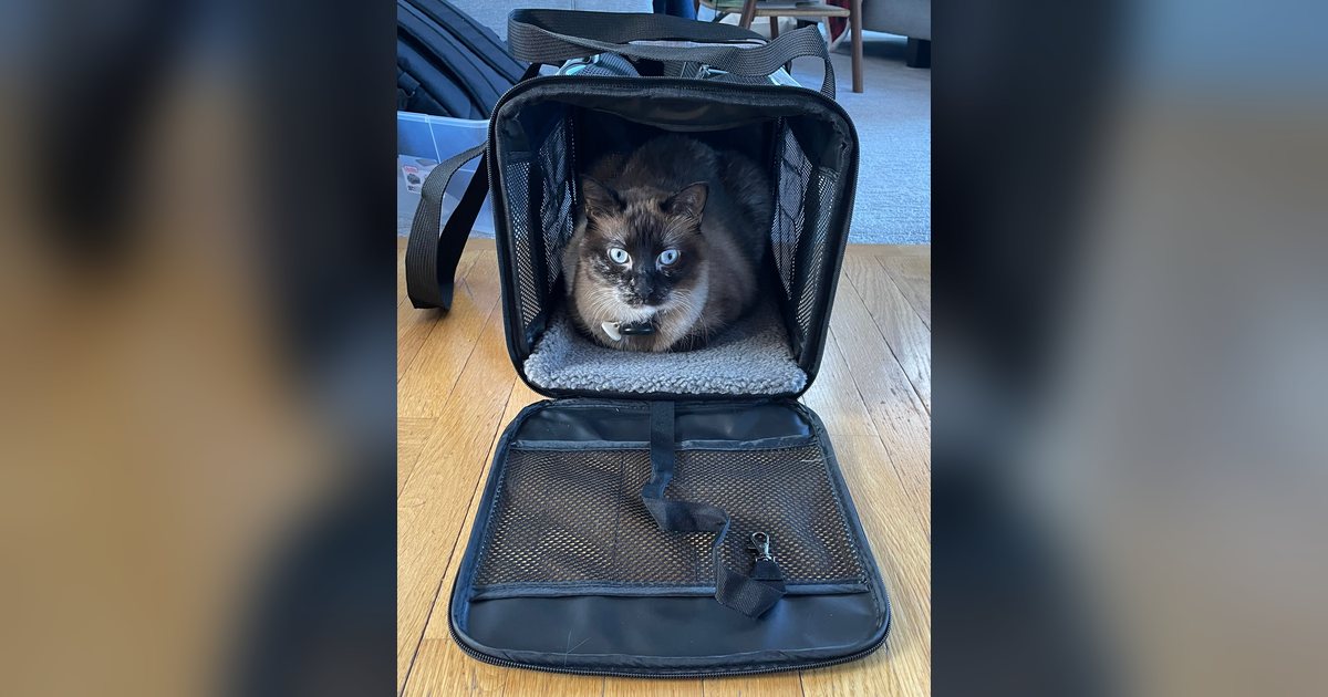 Un gato dentro de un bolso transportador abierto, listo para viajar