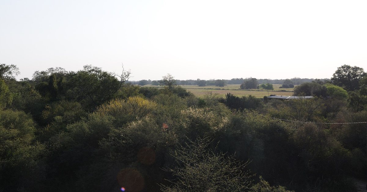 Monte bajo y campo llano cerca de Filadelfia, en el Chaco paraguayo