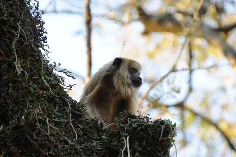 Mono carayá, especie de la fauna silvestre nativa, en un árbol de la plaza principal de Santa María de Fe, Misiones