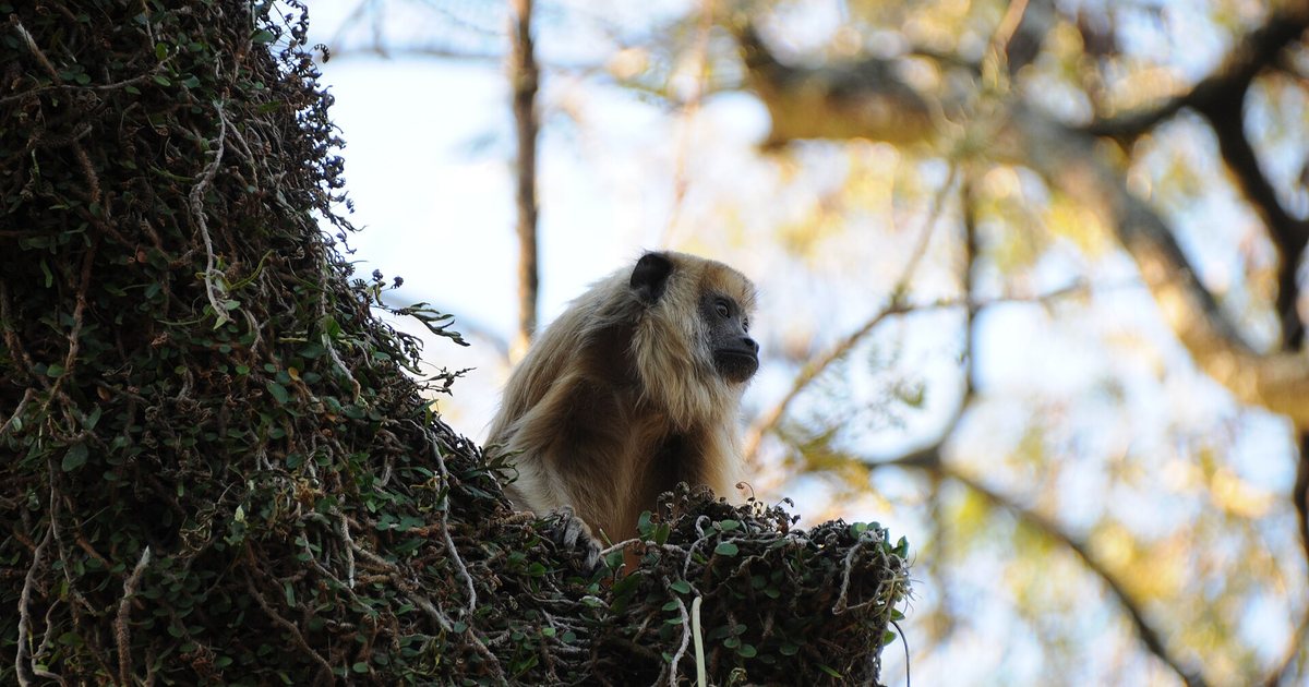 Mono carayá, especie de la fauna silvestre nativa, en un árbol de la plaza principal de Santa María de Fe, Misiones