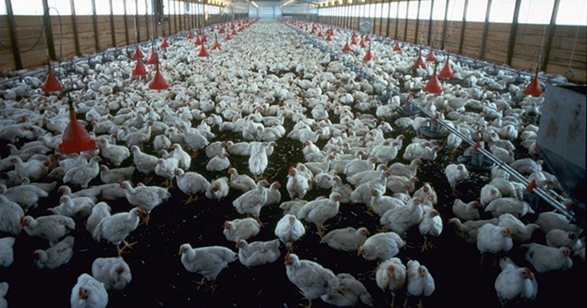 Pollos de engorde en el galpón de una granja avícola