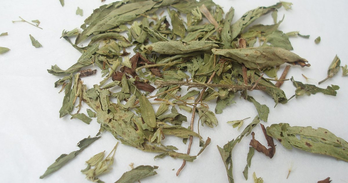 Hojas secas de ka'a he'ẽ, la stevia paraguaya, planta que da a Horqueta su título de capital