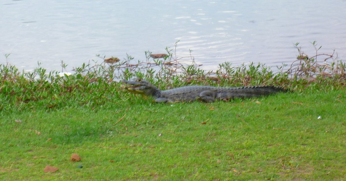 Yacaré en la orilla de la laguna del centro de Itá, Central