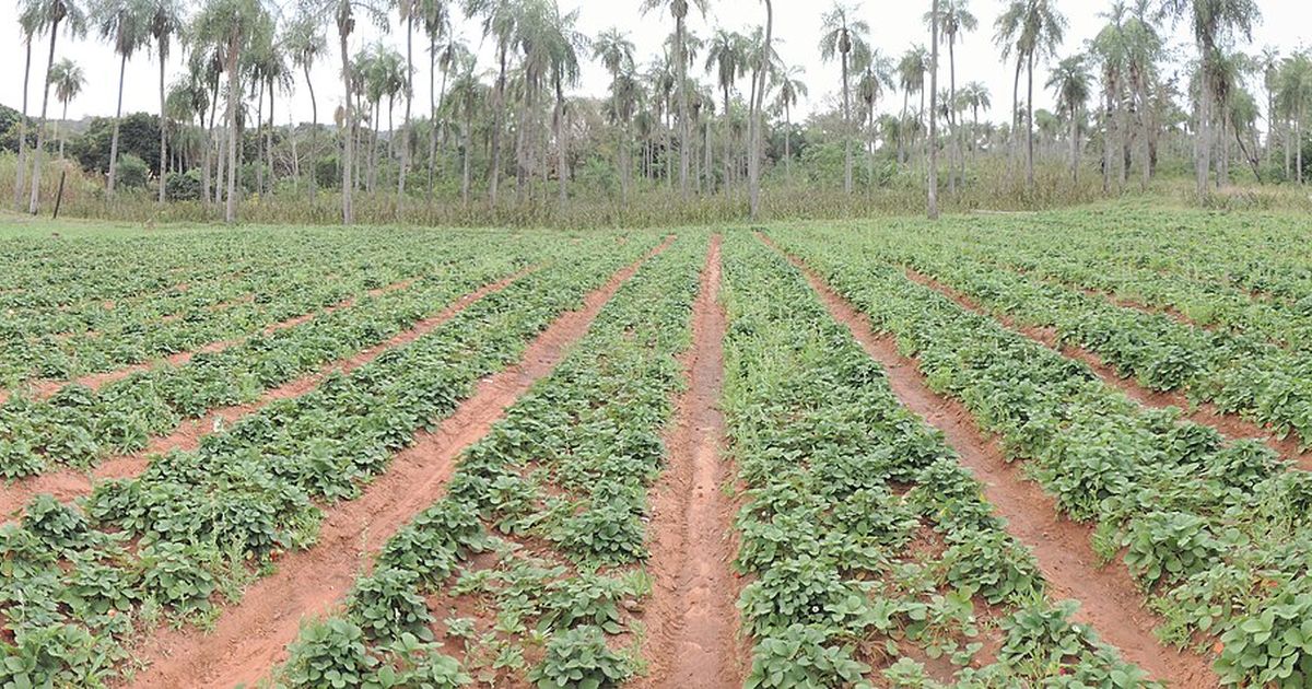 Plantación de frutilla en una chacra de Areguá, departamento Central
