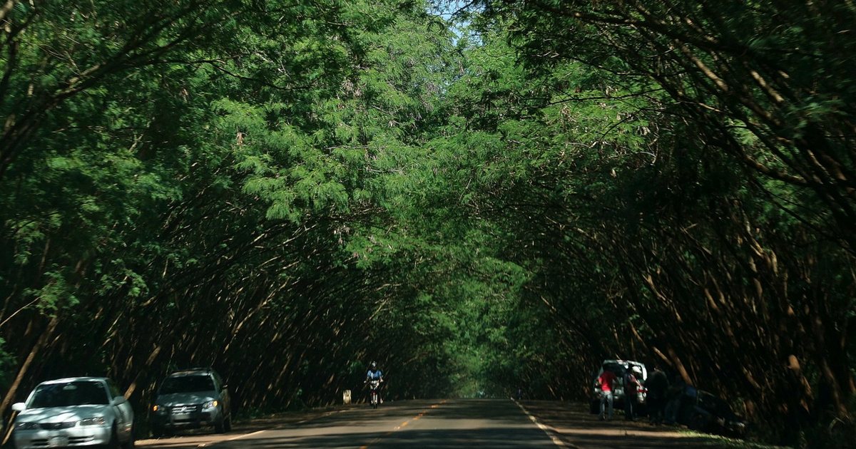Túnel de árboles de leucaena sobre la ruta PY06, en Santa Rita, Alto Paraná