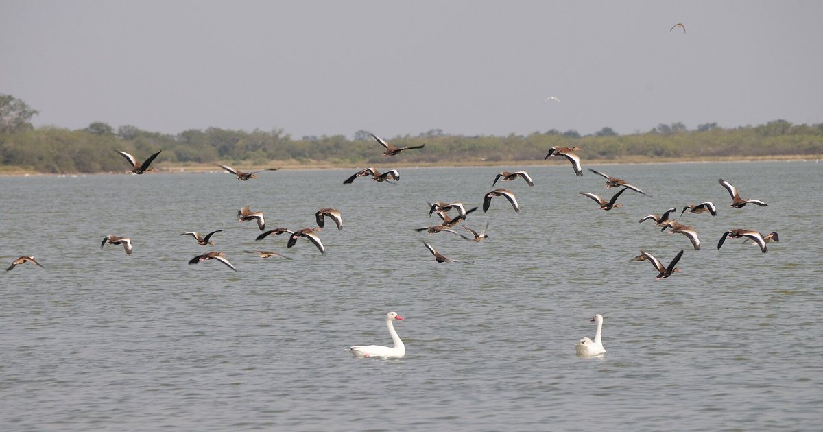 Aves acuáticas sobre la laguna salada Campo María, en el distrito de Teniente Irala Fernández, Presidente Hayes