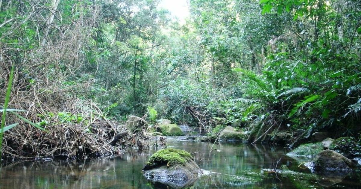 Arroyo en el bosque del Parque Nacional Ybycuí, Paraguarí