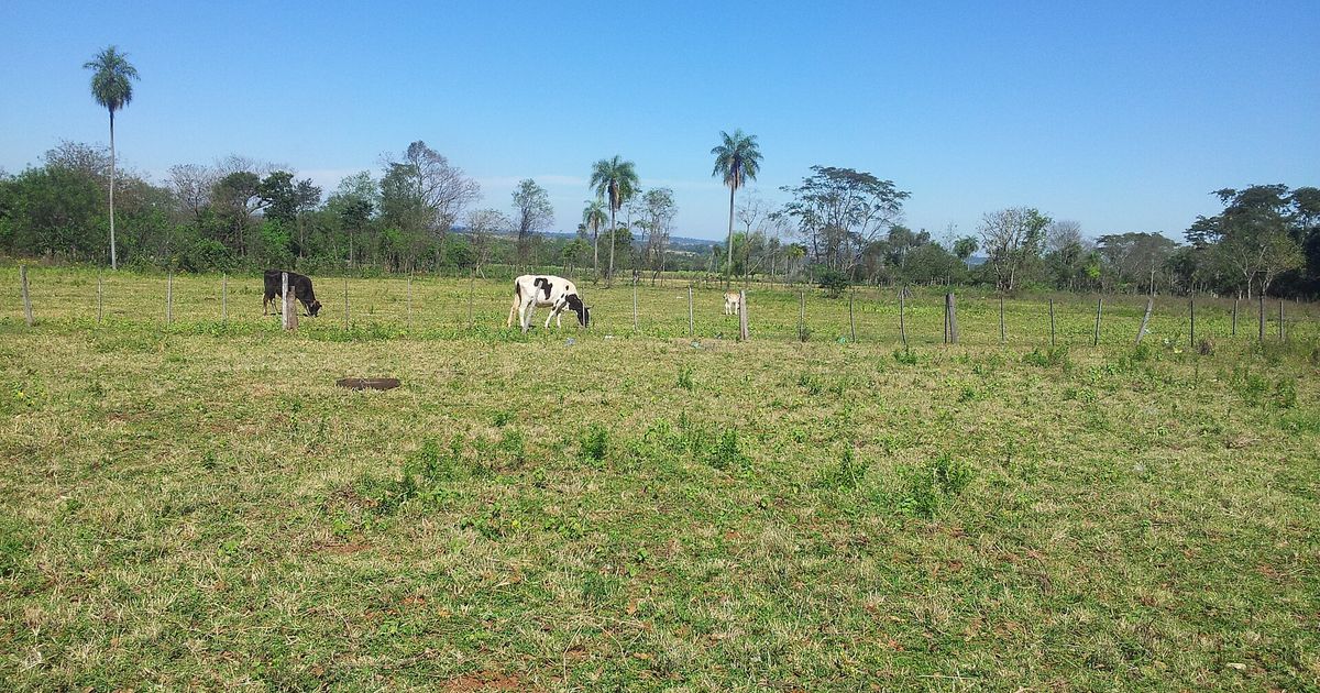 Campo de pastoreo en San Estanislao con vacas, un alambrado y palmeras altas bajo un cielo despejado