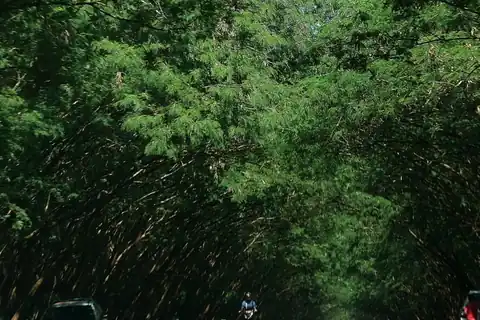 Túnel de árboles de leucaena sobre la ruta PY06, en Santa Rita, Alto Paraná