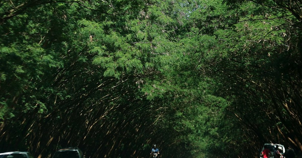Túnel de árboles de leucaena sobre la ruta PY06, en Santa Rita, Alto Paraná