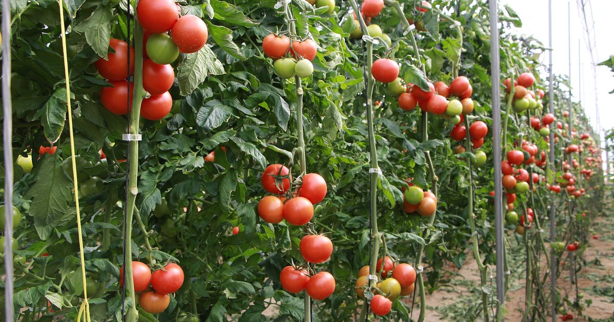 Plantas de tomate con frutos rojos y verdes en un invernadero