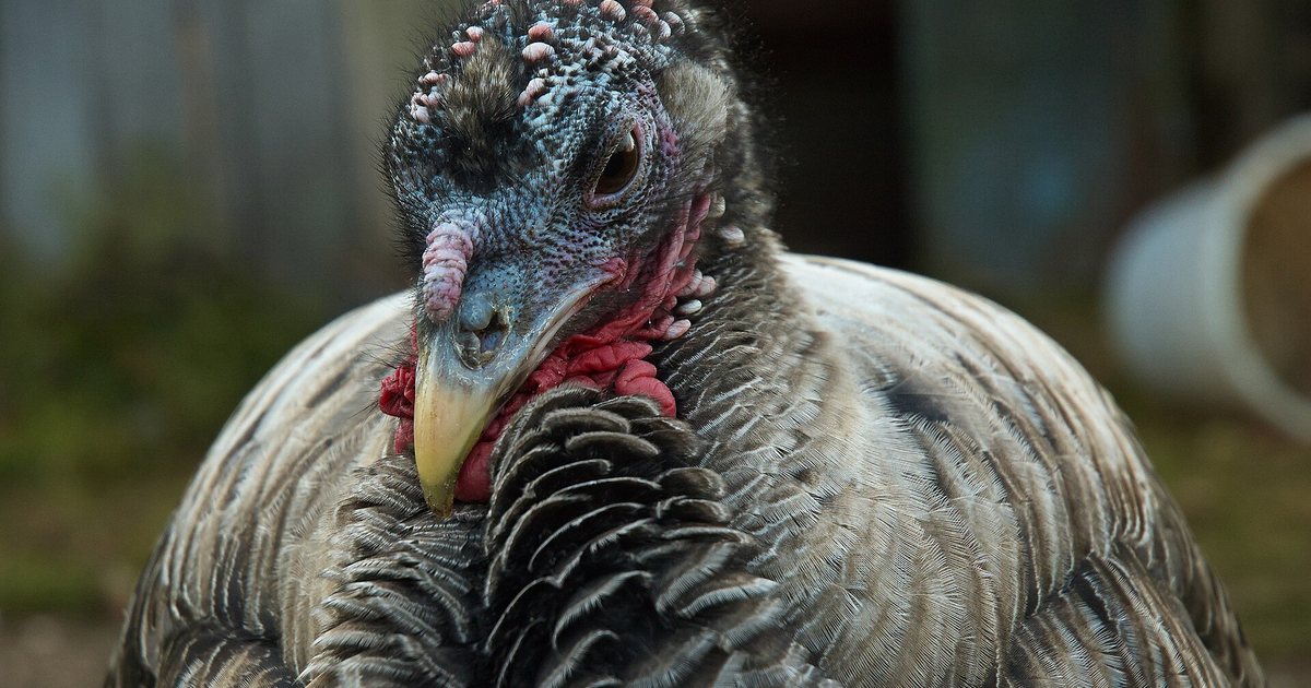 Primer plano de un pavo doméstico en el patio de una granja