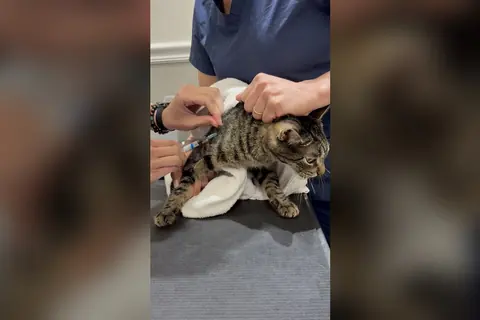 Un gato atigrado recibe una vacuna en la mesa de una consulta veterinaria