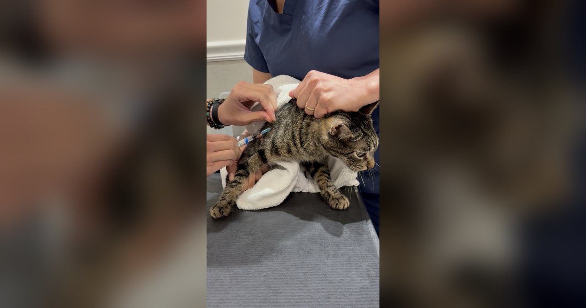 Un gato atigrado recibe una vacuna en la mesa de una consulta veterinaria