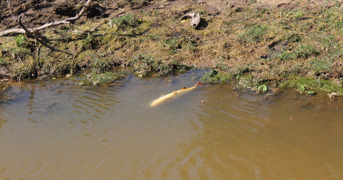 Un dorado nada cerca de la orilla de un río de agua barrosa